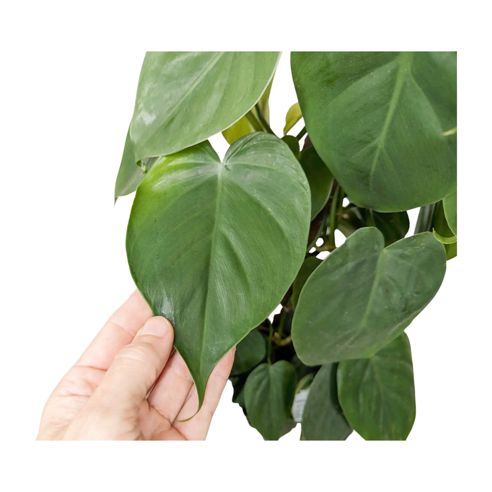 Philodendron scandens on Pole - Sweetheart plant_7_thumb
