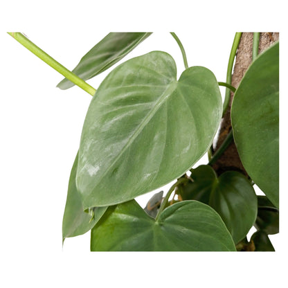 Philodendron scandens Kratiste - Sweetheart plant Oz