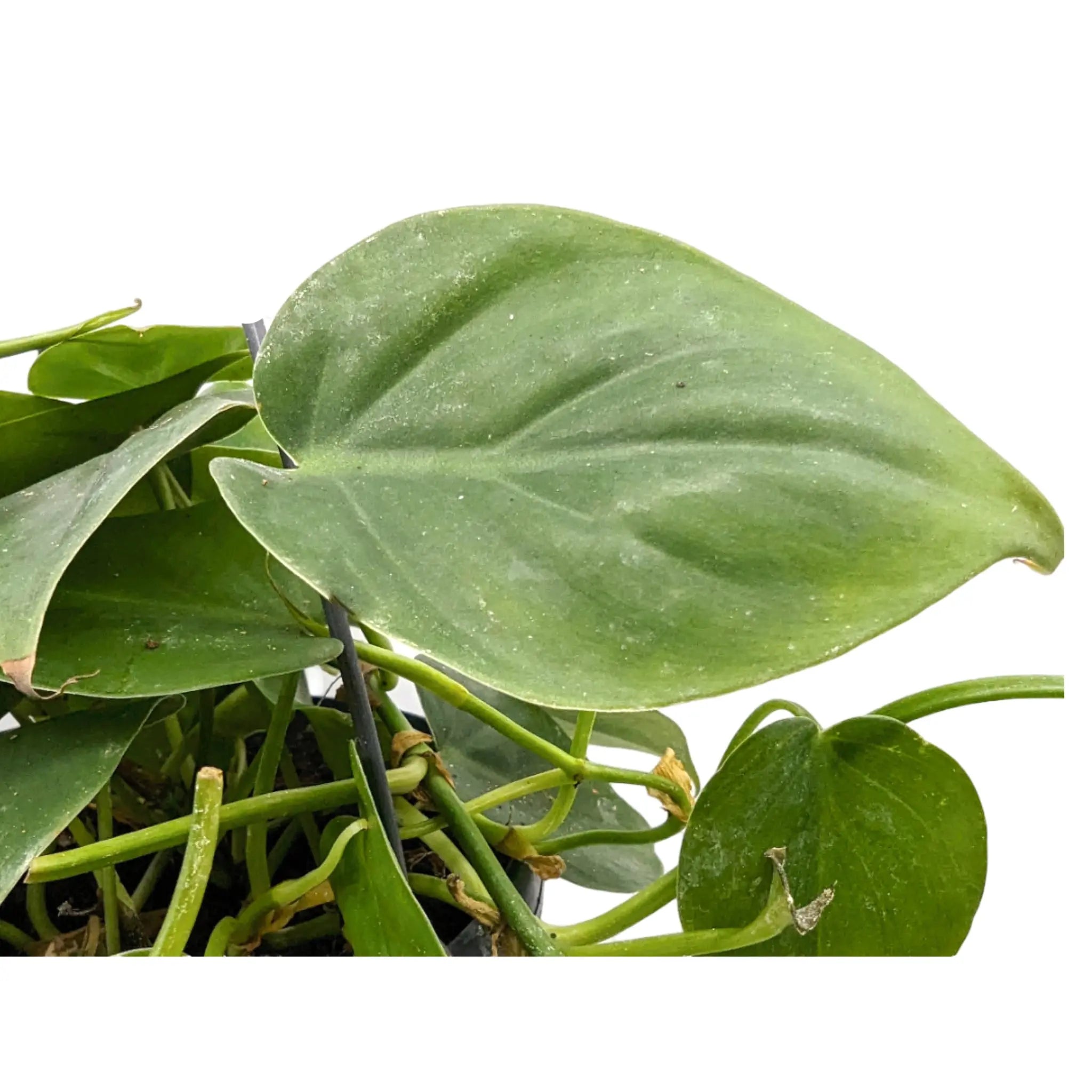 Philodendron scandens Leaf Culture