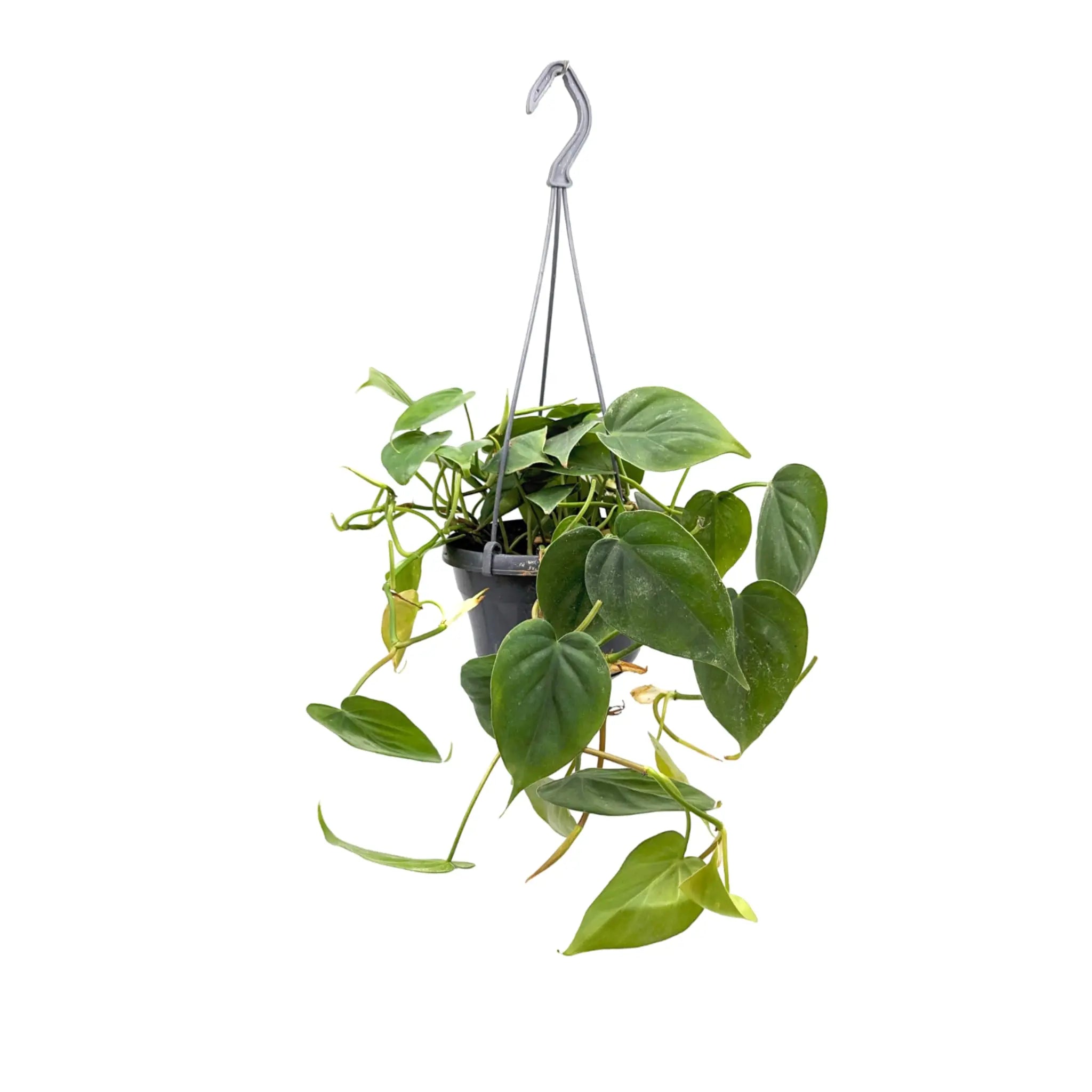 Philodendron scandens Leaf Culture
