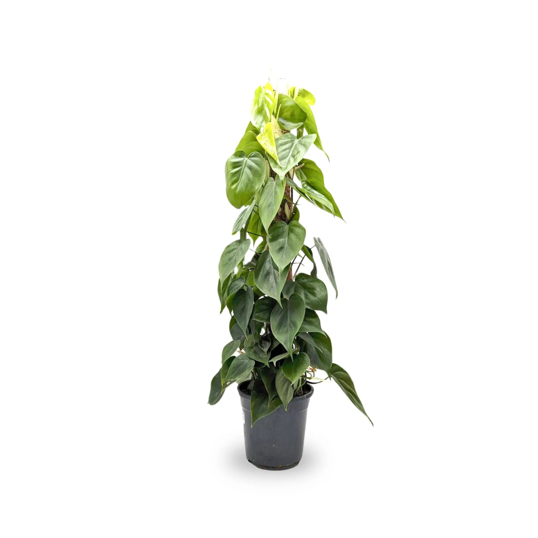 Philodendron scandens - Sweetheart plant Oz