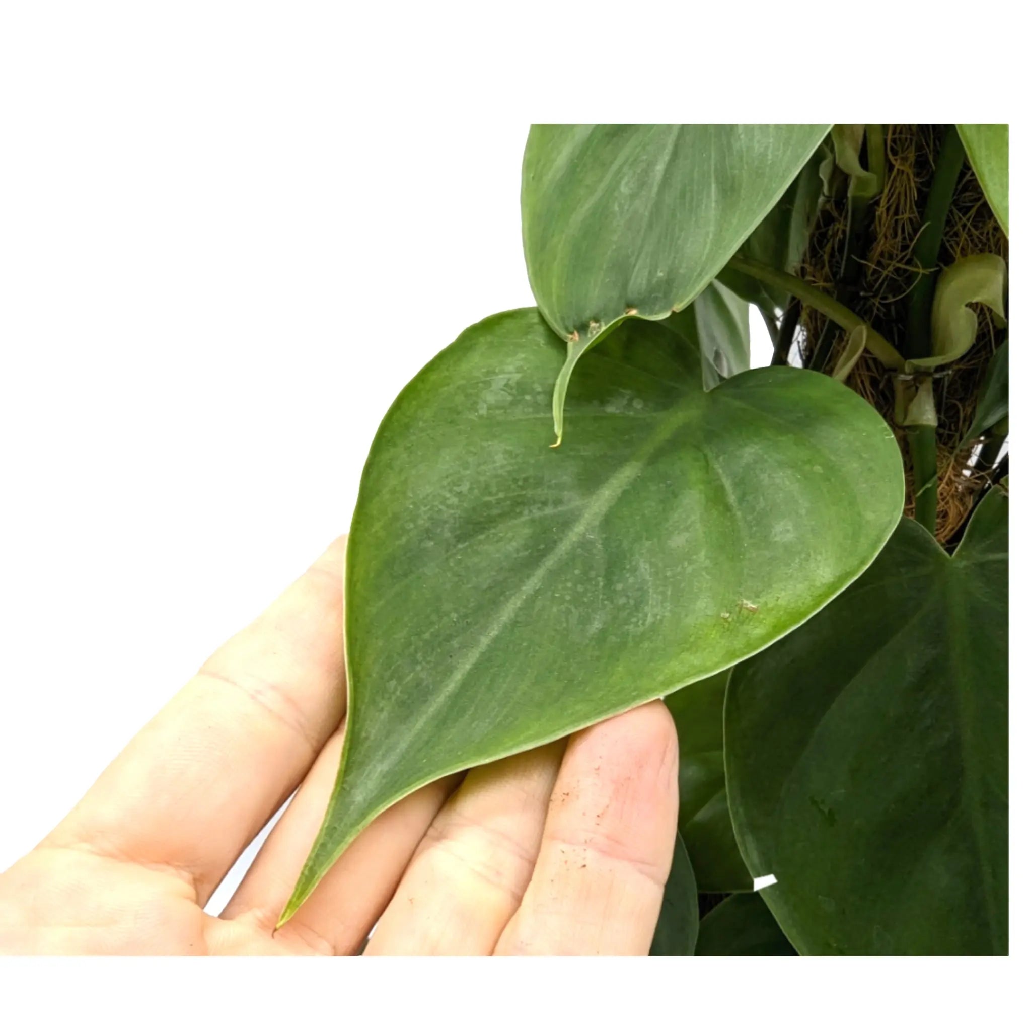 Philodendron scandens - Sweetheart plant Oz