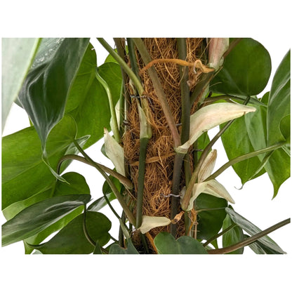 Philodendron scandens - Sweetheart plant Oz