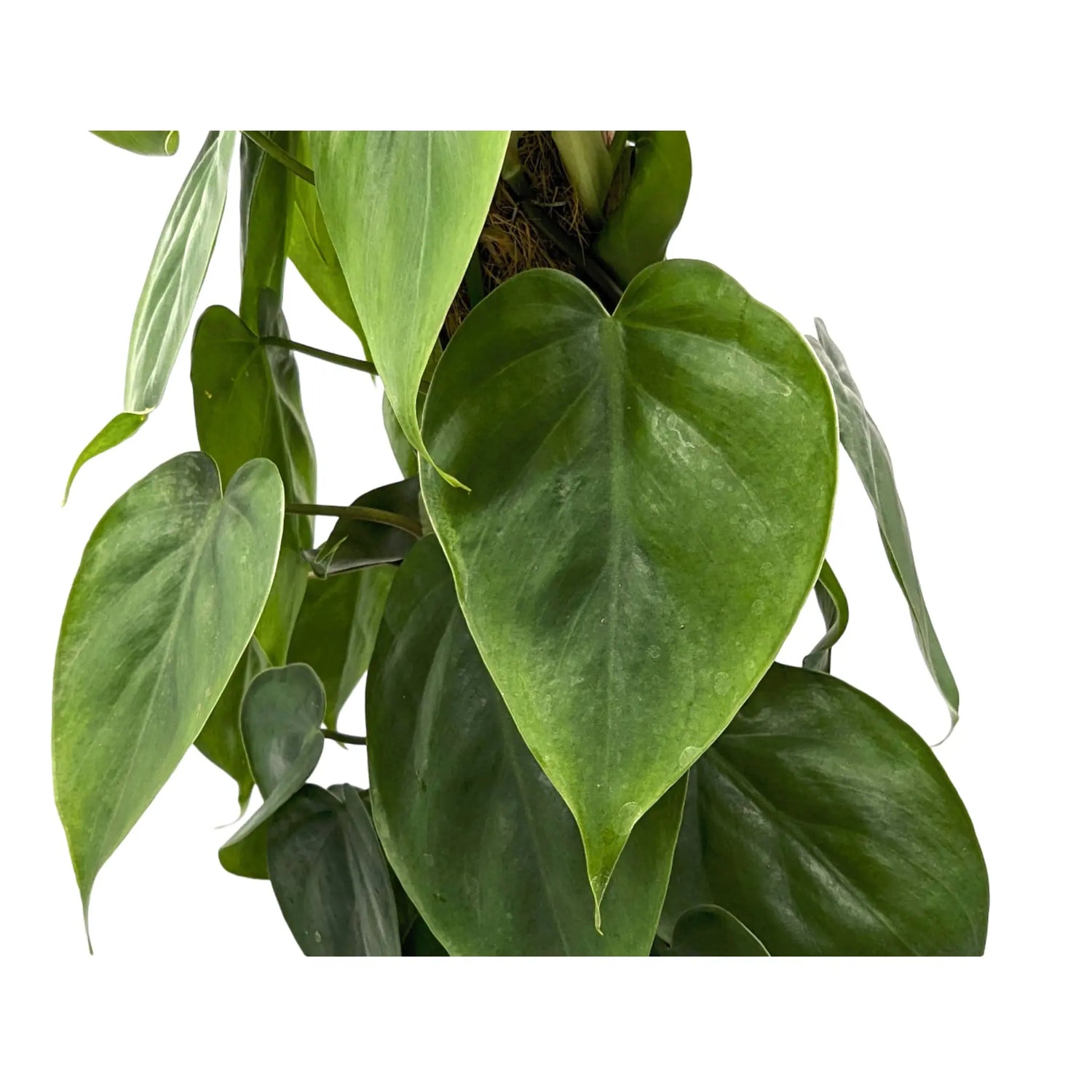 Philodendron scandens - Sweetheart plant Oz