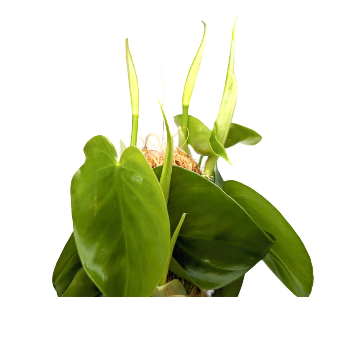Philodendron scandens - Sweetheart plant Oz