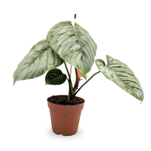 Philodendron sodiroi Leaf Culture