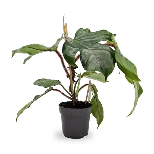 Philodendron squamiferum Leaf Culture