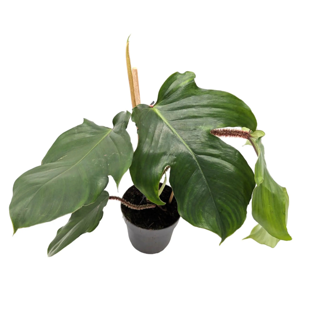 Philodendron squamiferum_2_thumb