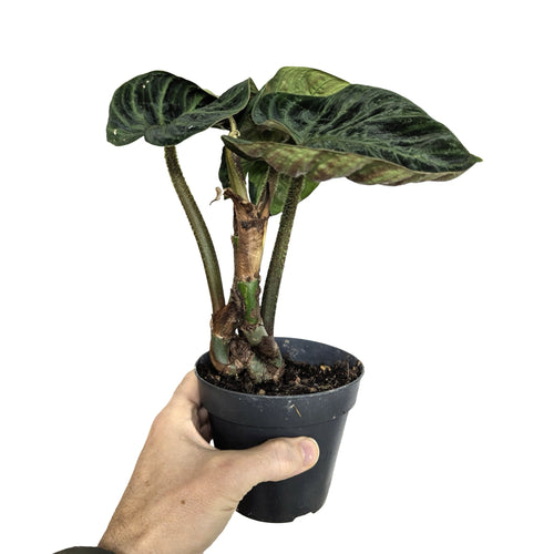 Philodendron verrucosum Incensi