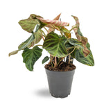 Philodendron verrucosum Incensi Leaf Culture