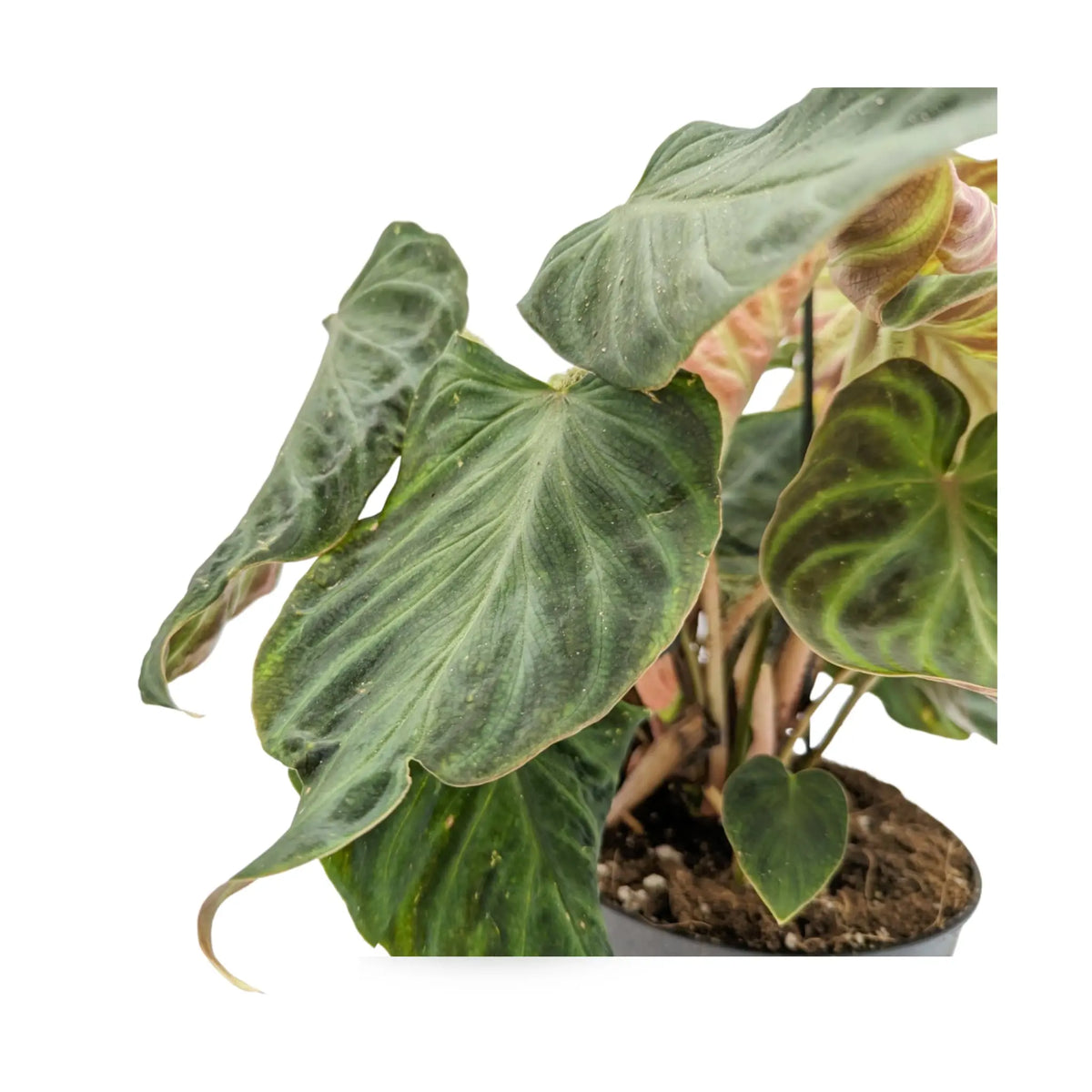 Philodendron verrucosum Incensi Leaf Culture