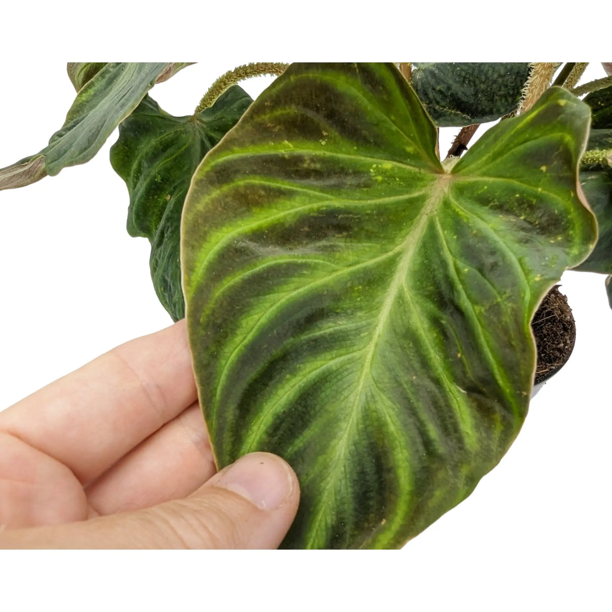 Philodendron verrucosum Incensi Leaf Culture