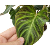 Philodendron verrucosum Incensi Leaf Culture