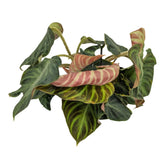 Philodendron verrucosum Incensi Leaf Culture