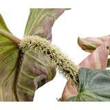 Philodendron verrucosum Incensi Leaf Culture