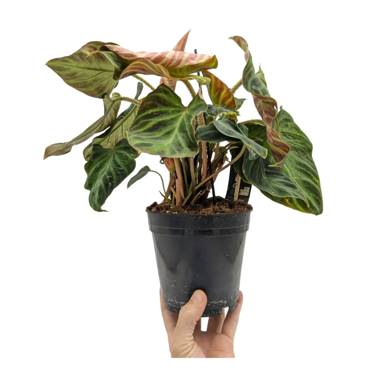 Philodendron verrucosum Incensi Leaf Culture