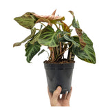 Philodendron verrucosum Incensi Leaf Culture