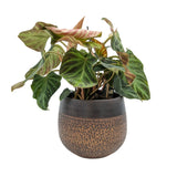 Philodendron verrucosum Incensi Leaf Culture