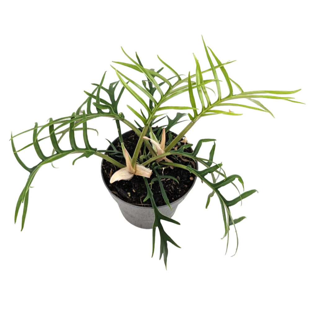 Philodendron tortum_2_thumb