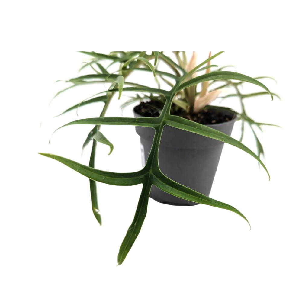 Philodendron tortum_4_thumb