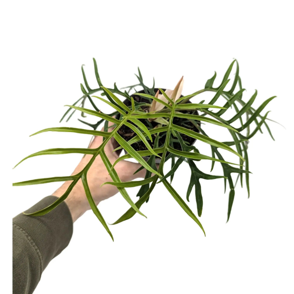 Philodendron tortum_5_thumb