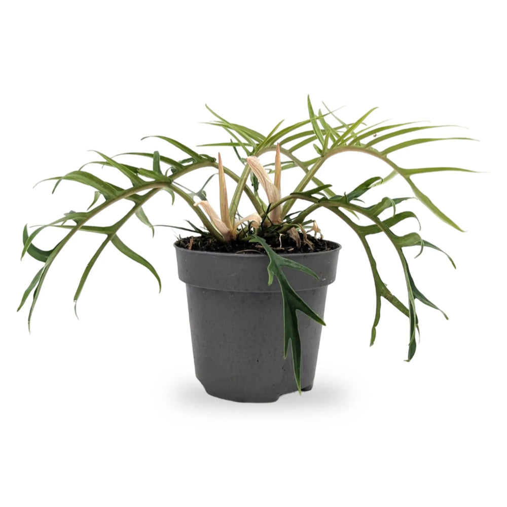 Philodendron tortum_1_thumb