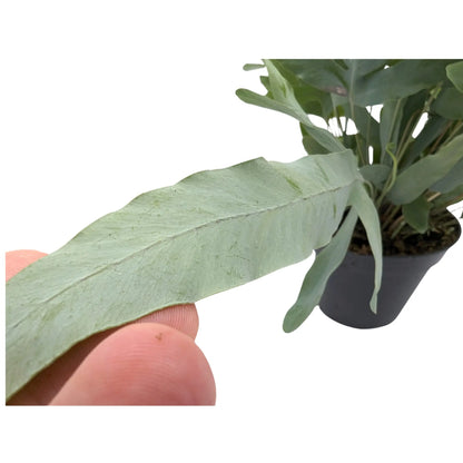 Phlebodium Blue Star Leaf Culture