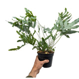 Phlebodium Blue Star Leaf Culture