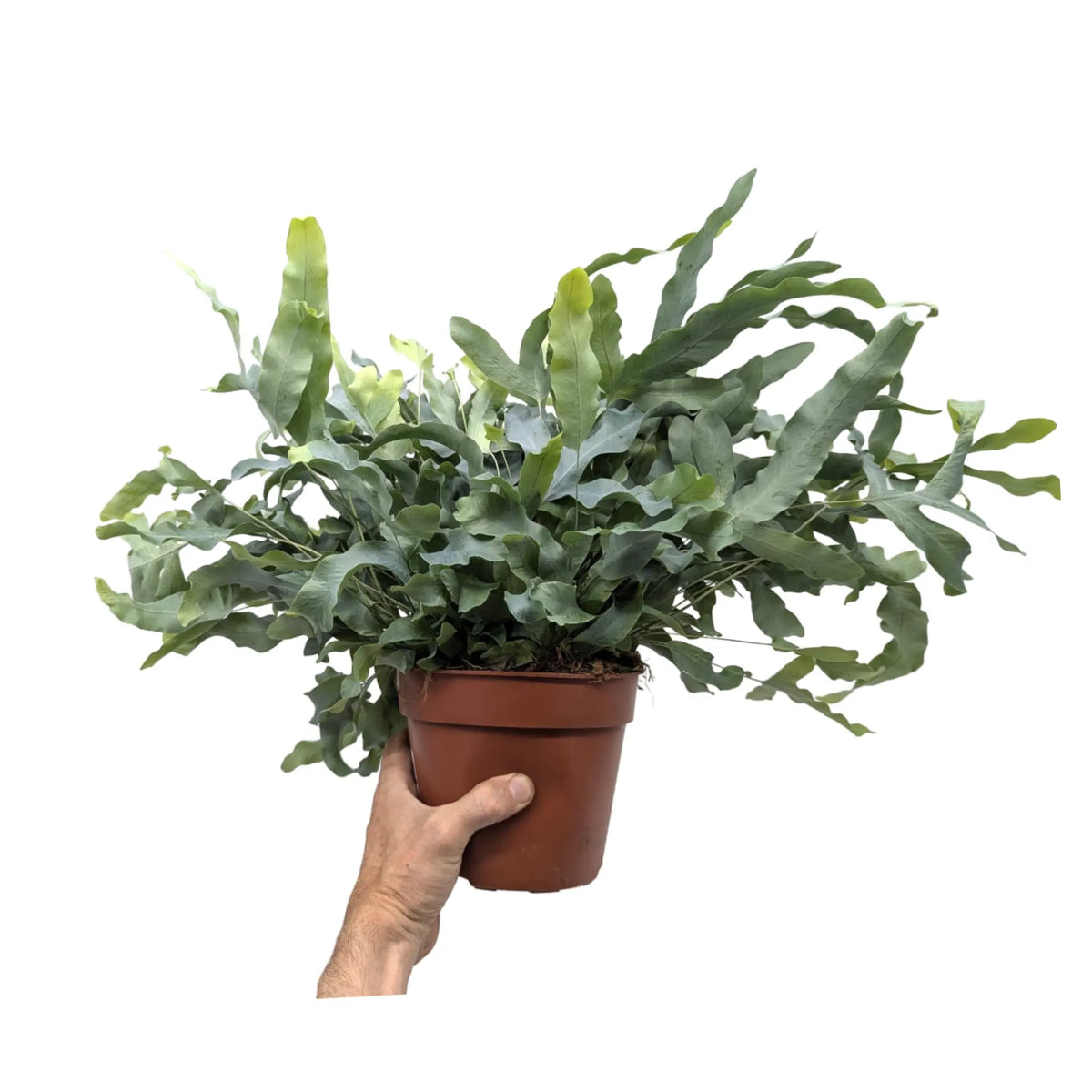 Phlebodium Blue Star Leaf Culture