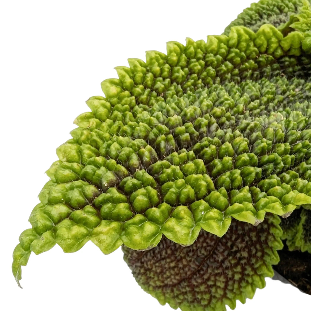 Pilea Mollis Moon Valley Leaf Culture