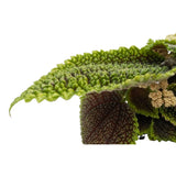 Pilea Mollis Moon Valley Leaf Culture