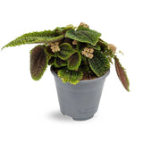 Pilea Mollis Moon Valley Leaf Culture