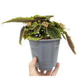 Pilea Mollis Moon Valley Leaf Culture