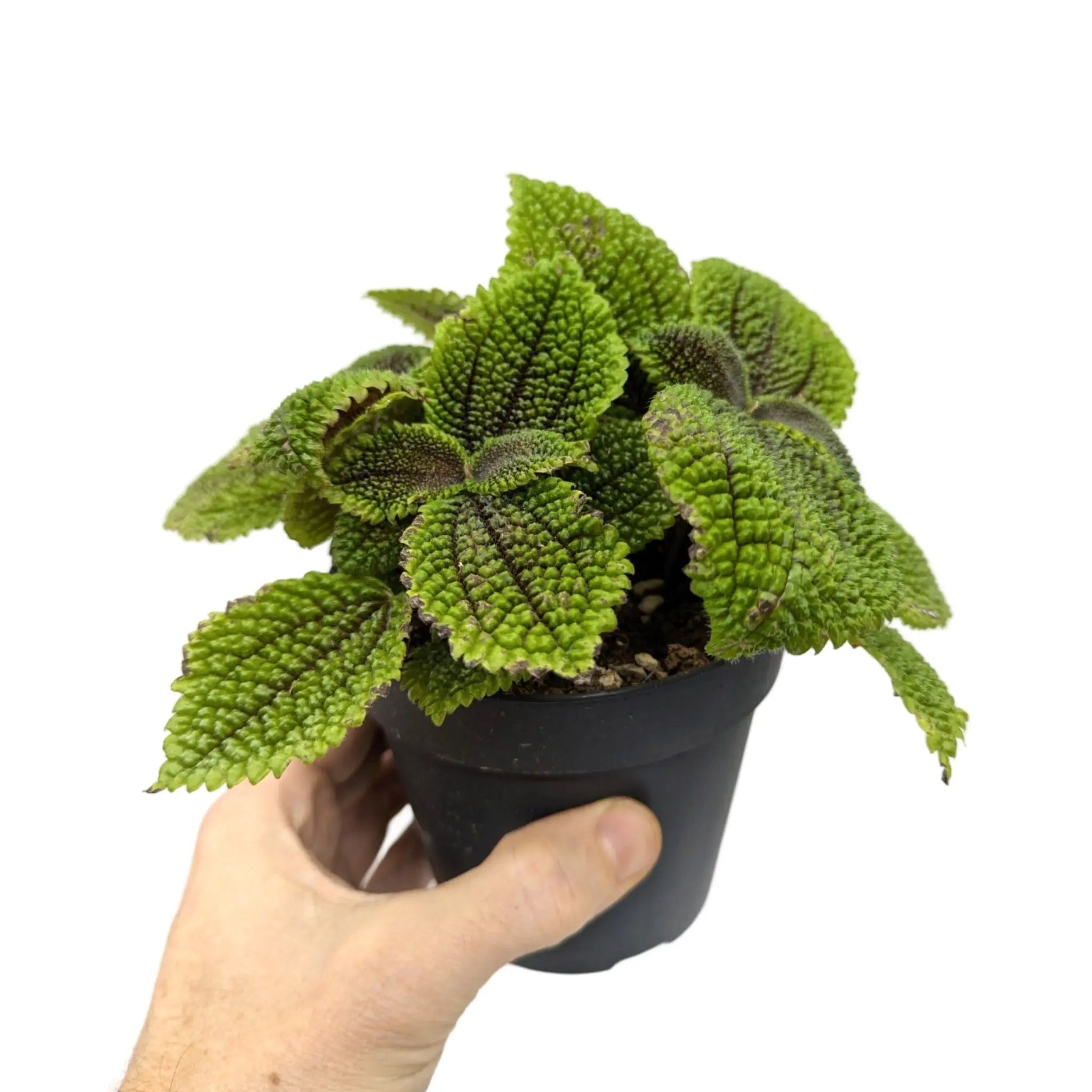 Pilea Mollis Moon Valley Leaf Culture