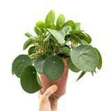Pilea peperomiodes - Chinese Money Plant Leaf Culture