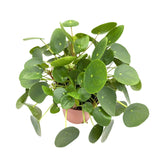 Pilea peperomiodes - Chinese Money Plant Leaf Culture