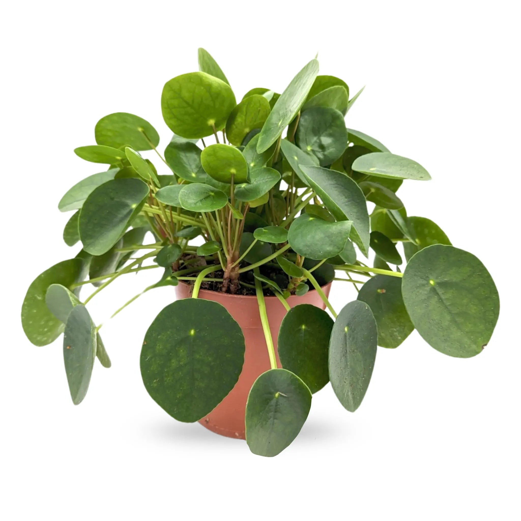 Pilea peperomiodes - Chinese Money Plant Leaf Culture