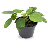 Pilea peperomiodes - Chinese Money Plant Leaf Culture