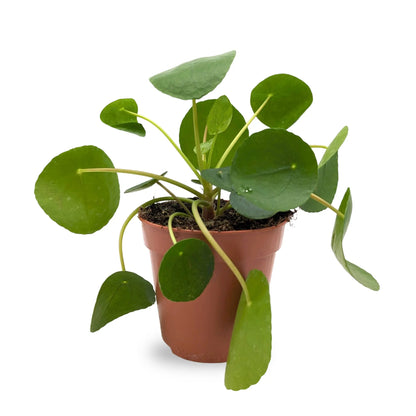 Pilea peperomiodes - Chinese Money Plant Peperomoides Leaf Culture