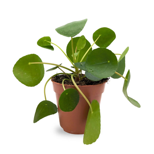 chinese money plant care uk Chinese Money Plant | Pilea Peperomioides - Easy Care Houseplant