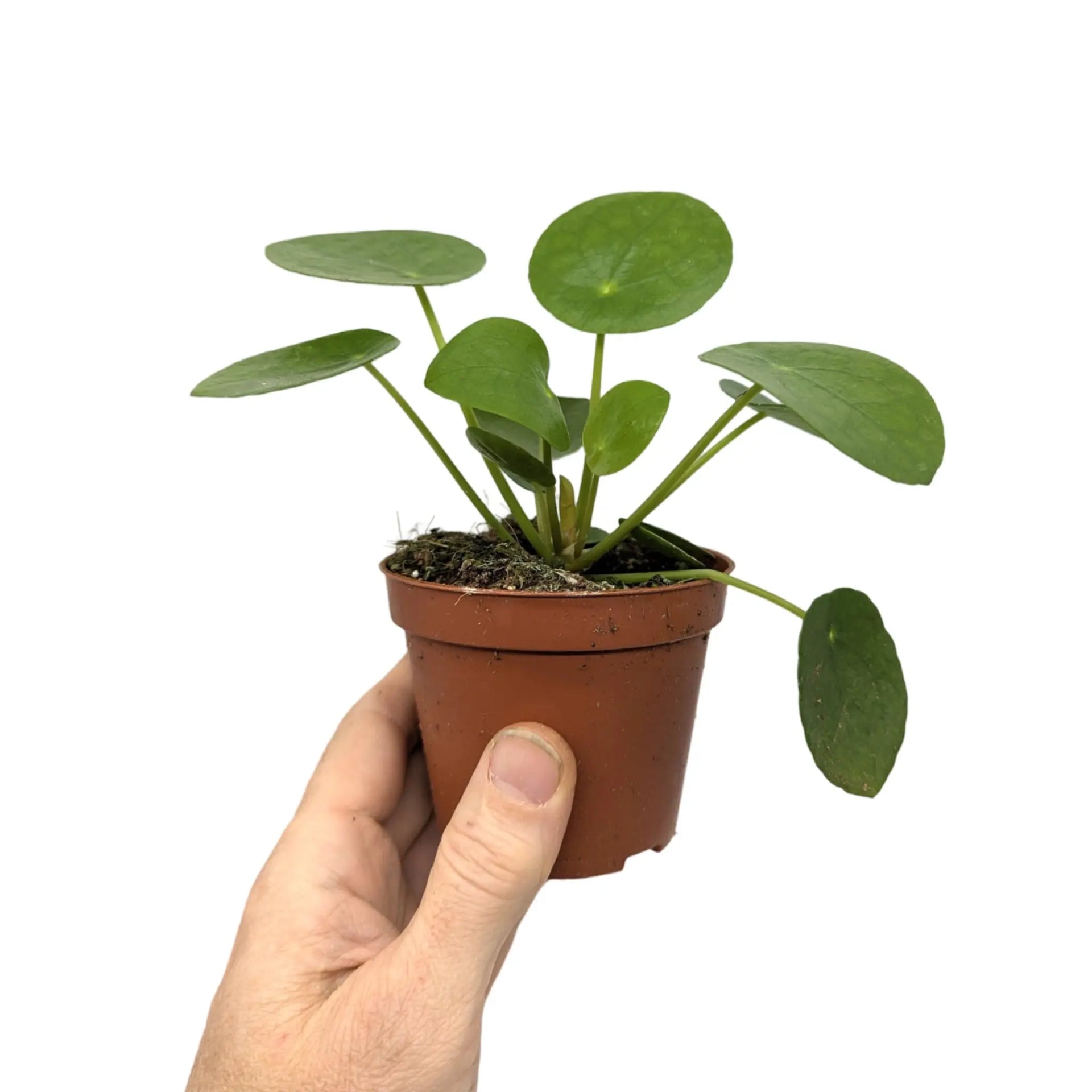 money plant bunnings Chinese Money Plant | Pilea Peperomioides - Easy Care Houseplant