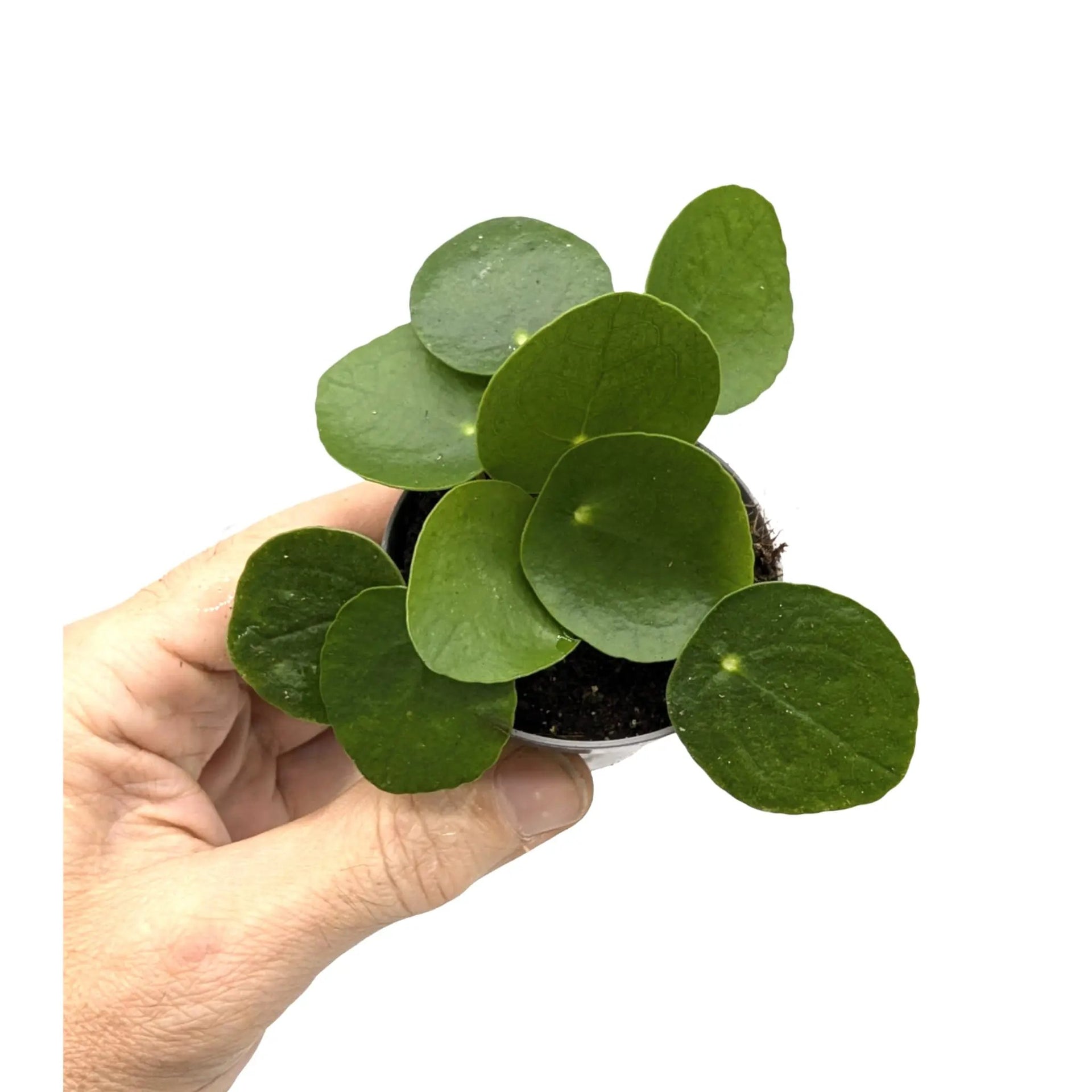 money plant in uk Chinese Money Plant | Pilea Peperomioides - Easy Care Houseplant