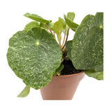 Pilea peperomioides Sugar Leaf Culture