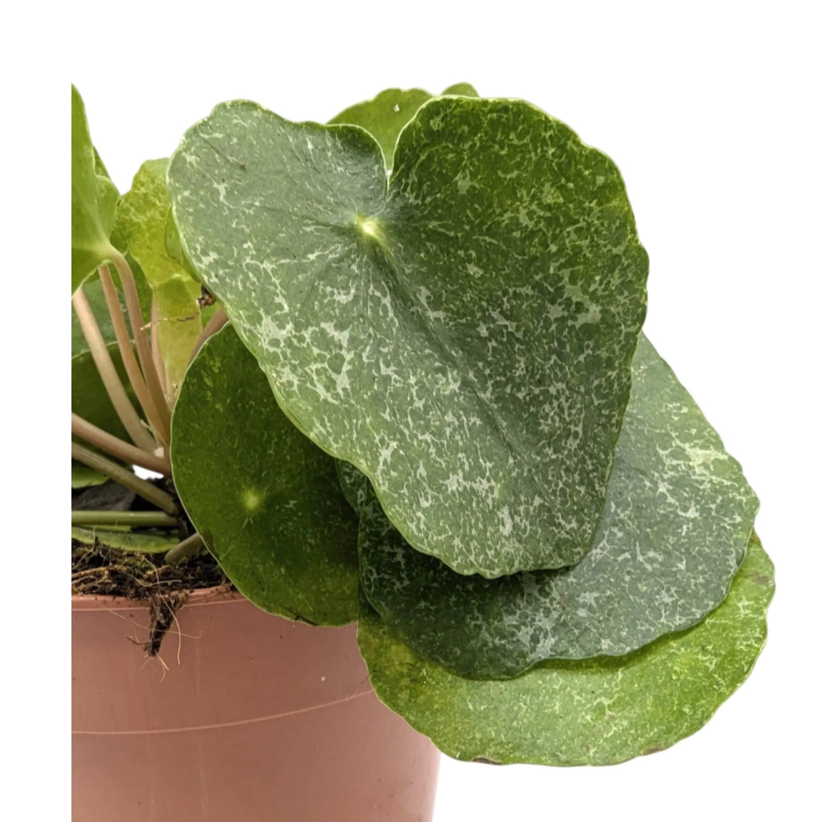 Pilea peperomioides Sugar Leaf Culture
