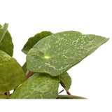 Pilea peperomioides Sugar Leaf Culture