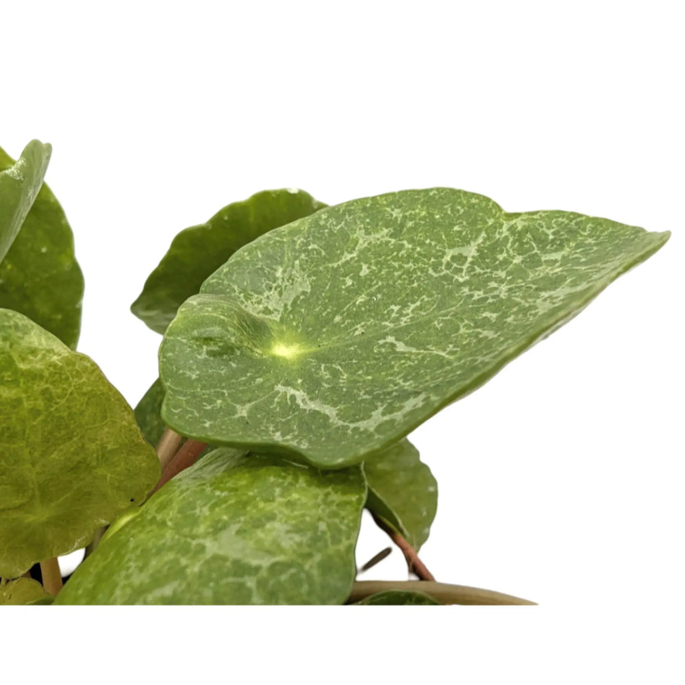 Mini - Pilea peperomioides - Chinese money tree - belly button plant in 5.5 cm pot Mini - Pilea peperomioides - Chinese money tree - belly button plant in 5.5 cm pot