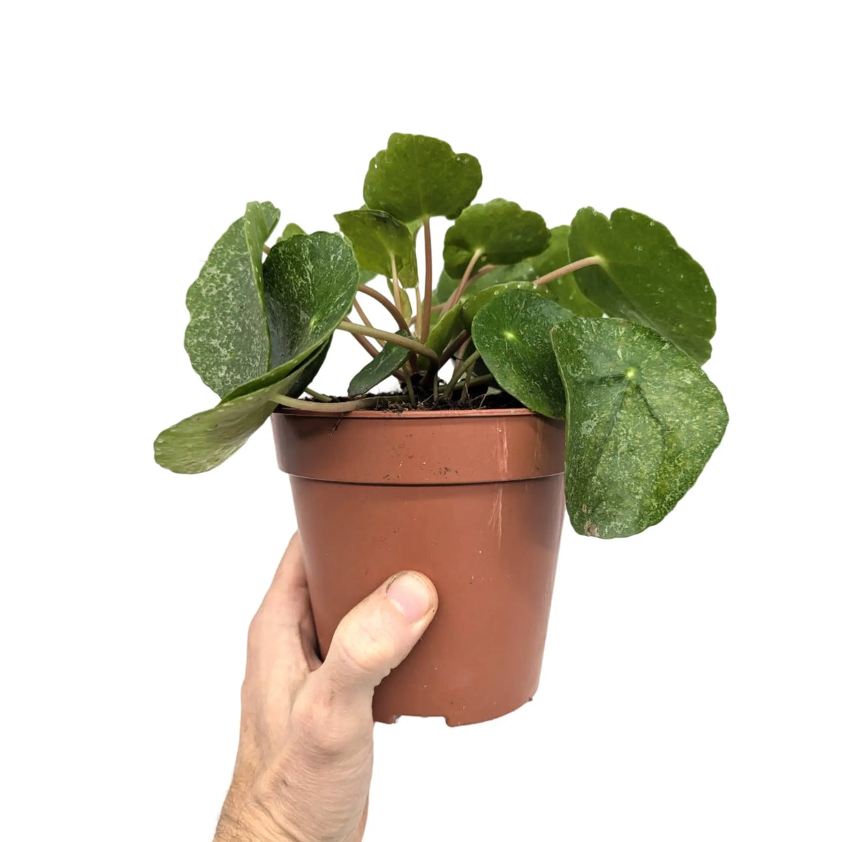 Pilea peperomioides Sugar Leaf Culture