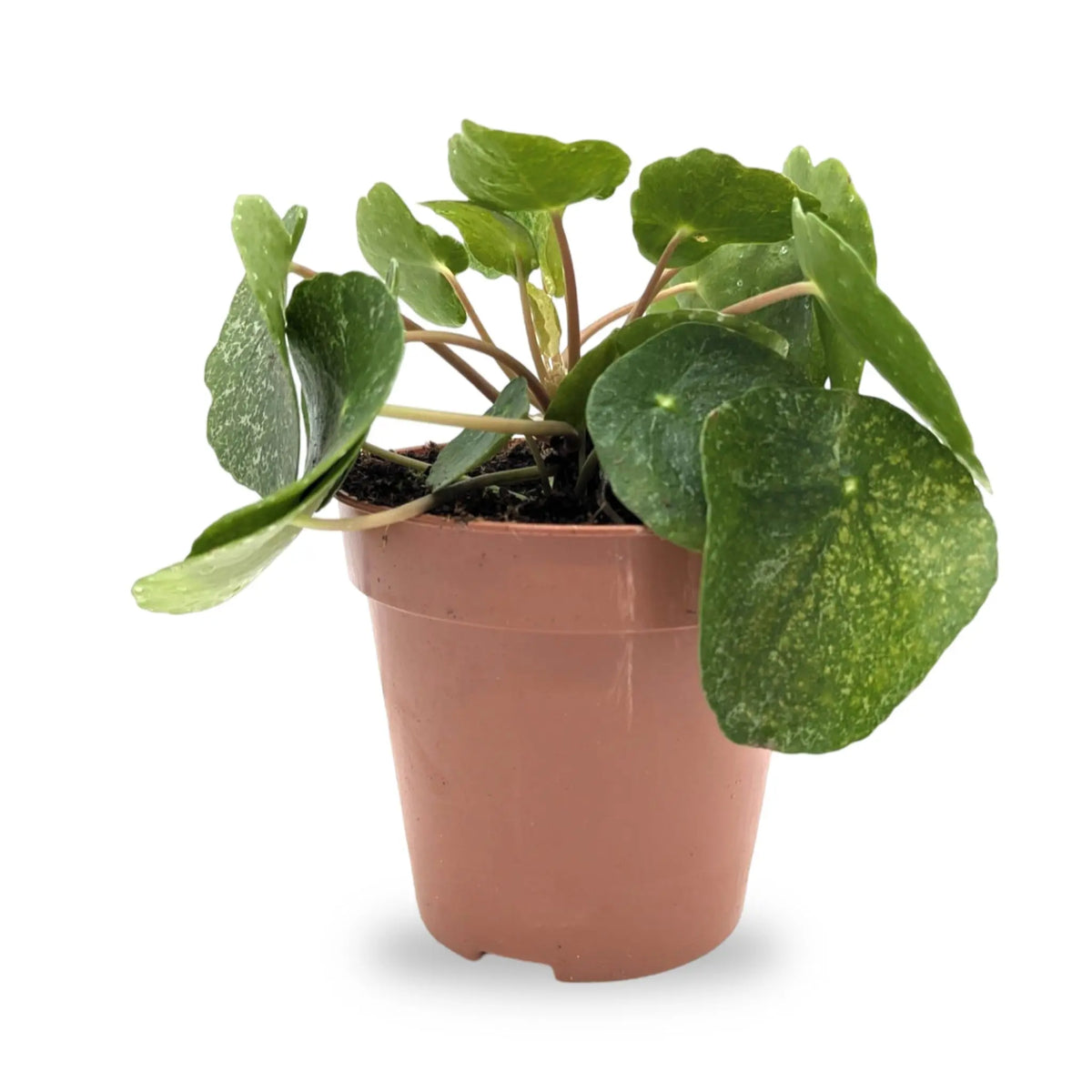 Pilea peperomioides Sugar Leaf Culture