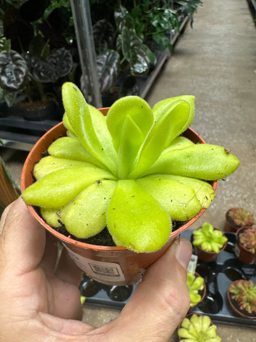 Pinguicula agnata | Carnivorous Plant Leaf Culture