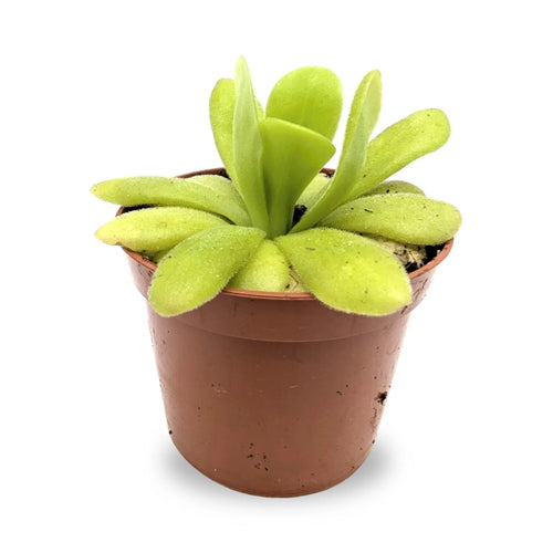 Pinguicula agnata | Carnivorous Plant Leaf Culture